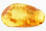 Detailed Fossil Planthopper (Fulgoroidea) In Baltic Amber #296875-1